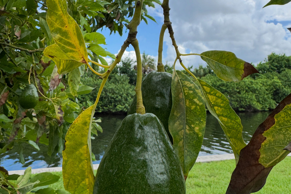 a avocado tree with fruit from it