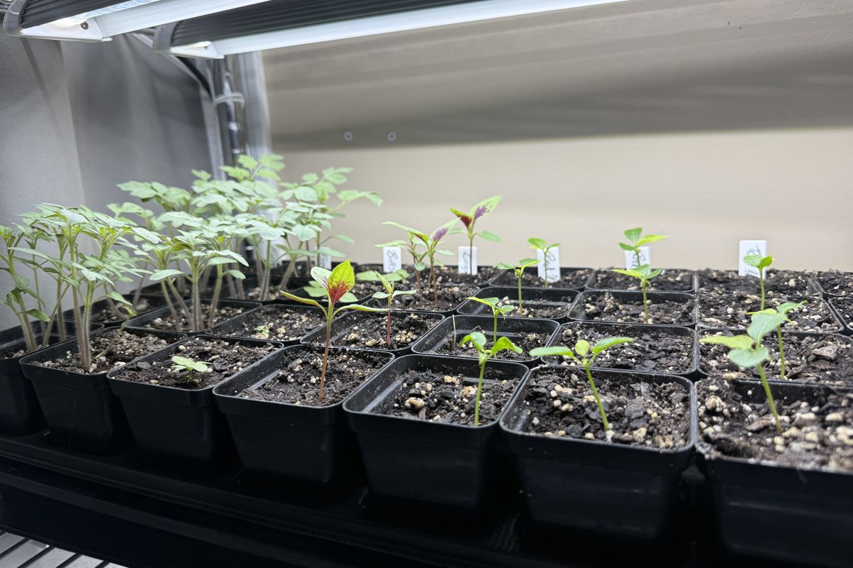 a group of plants in a planter