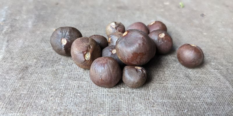 a pile of brown round objects