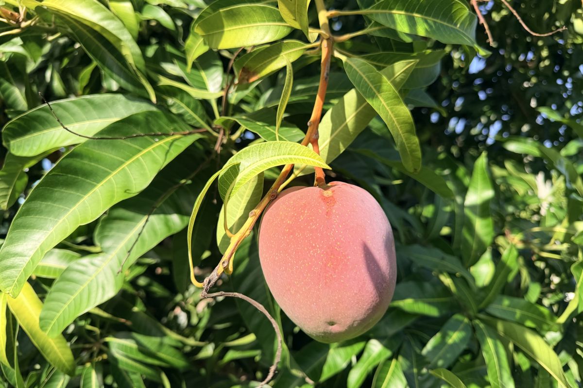 a fruit on a tree