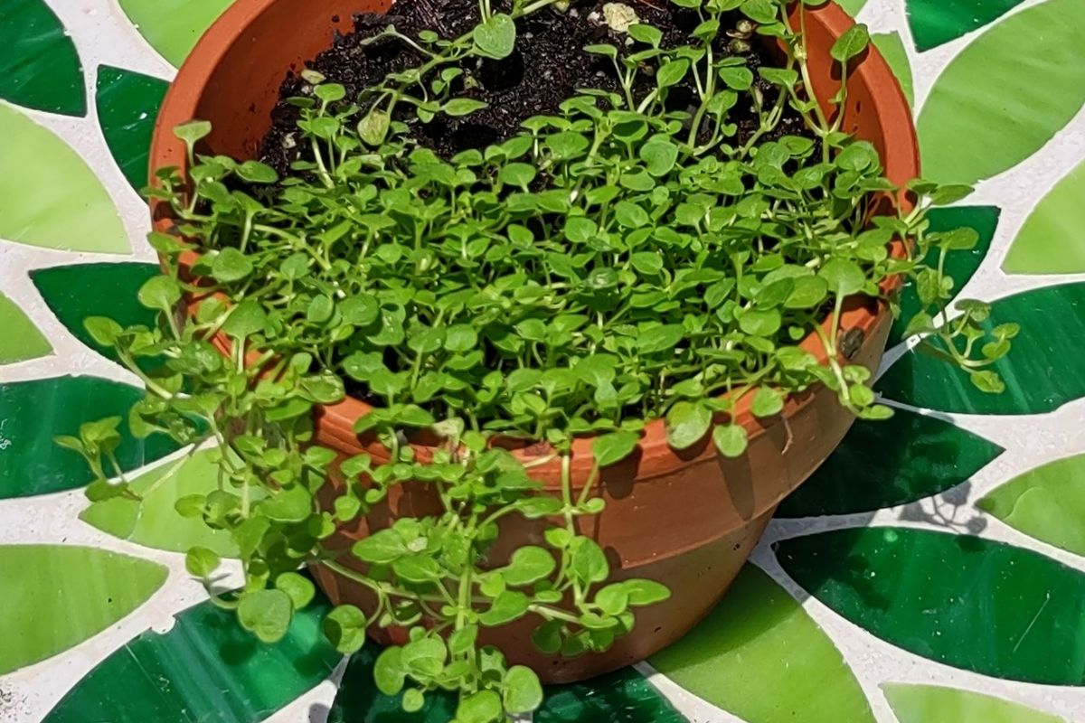 Corsican Mint.jpg