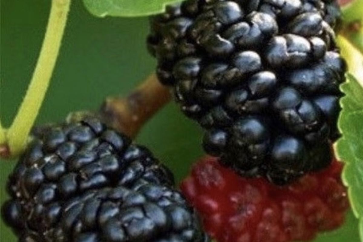 a close up of black berries