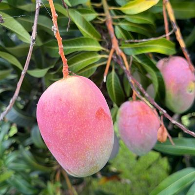 Fresh Backyard Mangoes's avatar - a close up of a mango tree