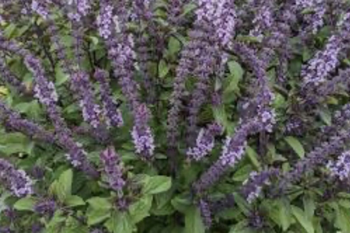 IMG_1696.jpeg