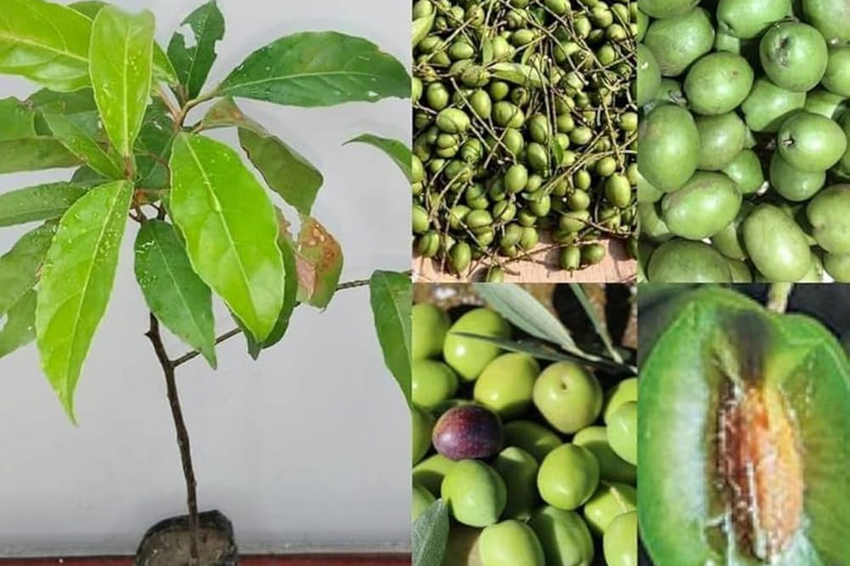 a collage of different types of fruit