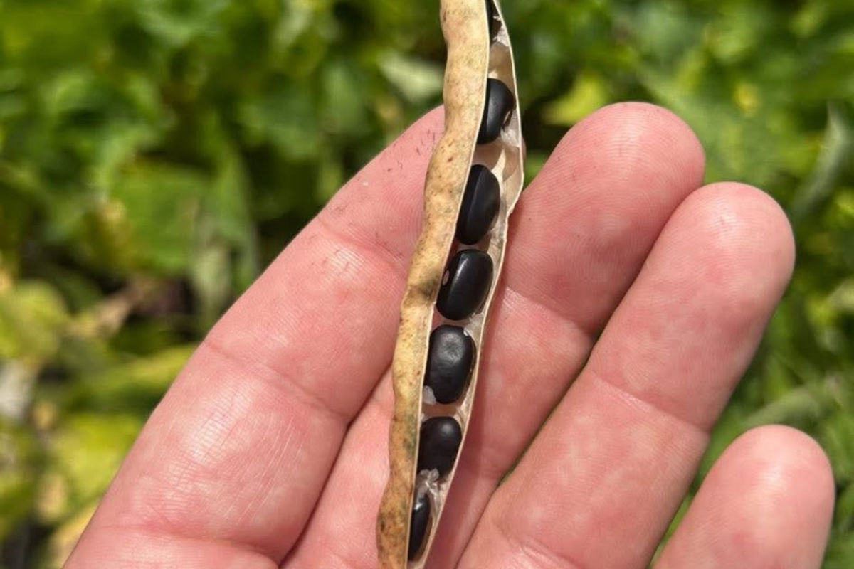a hand holding a pod with black seeds