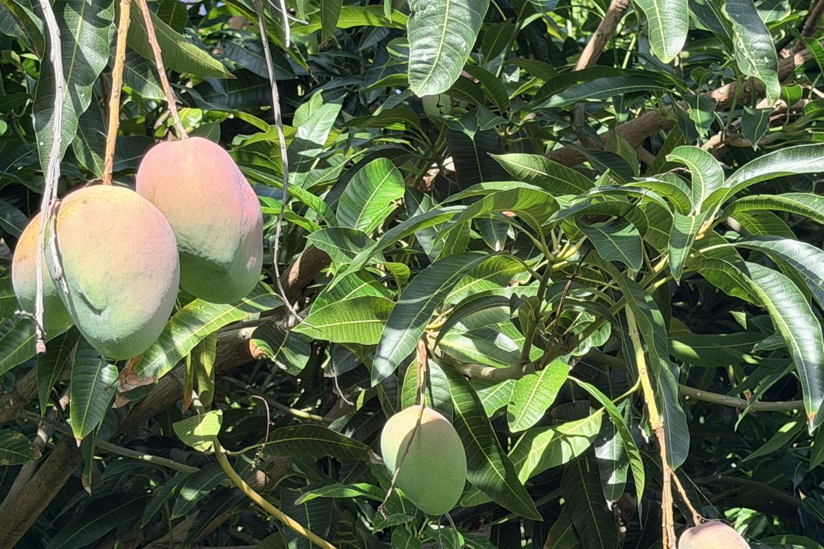 a tree with fruits and leaves