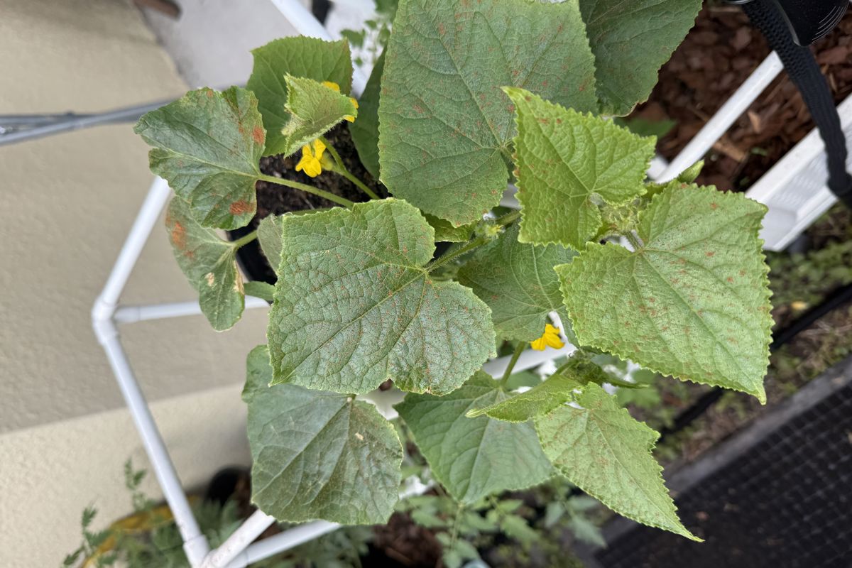 a plant with green leaves