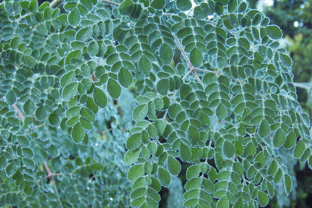 a close up of leaves