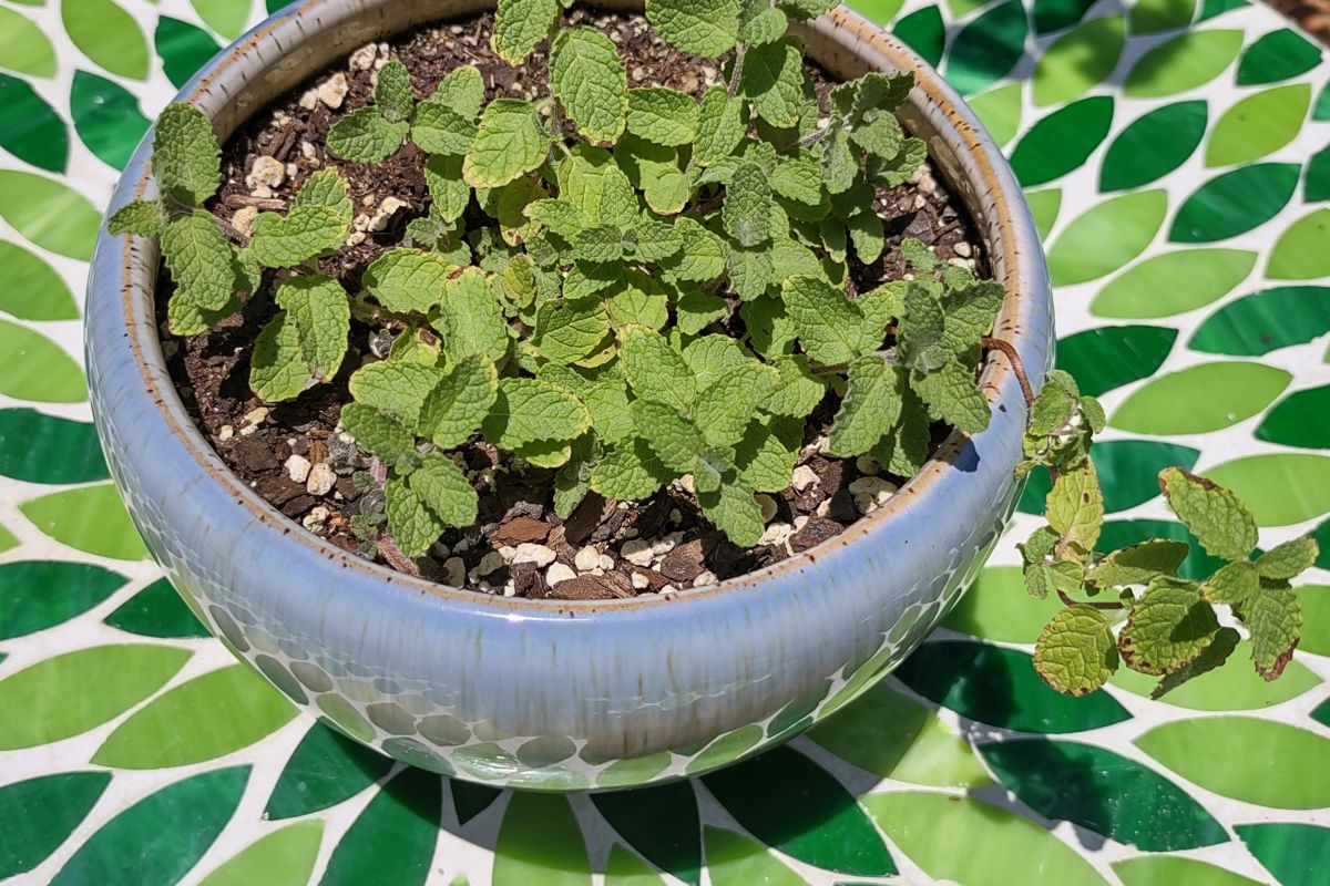 Apple Mint.jpg