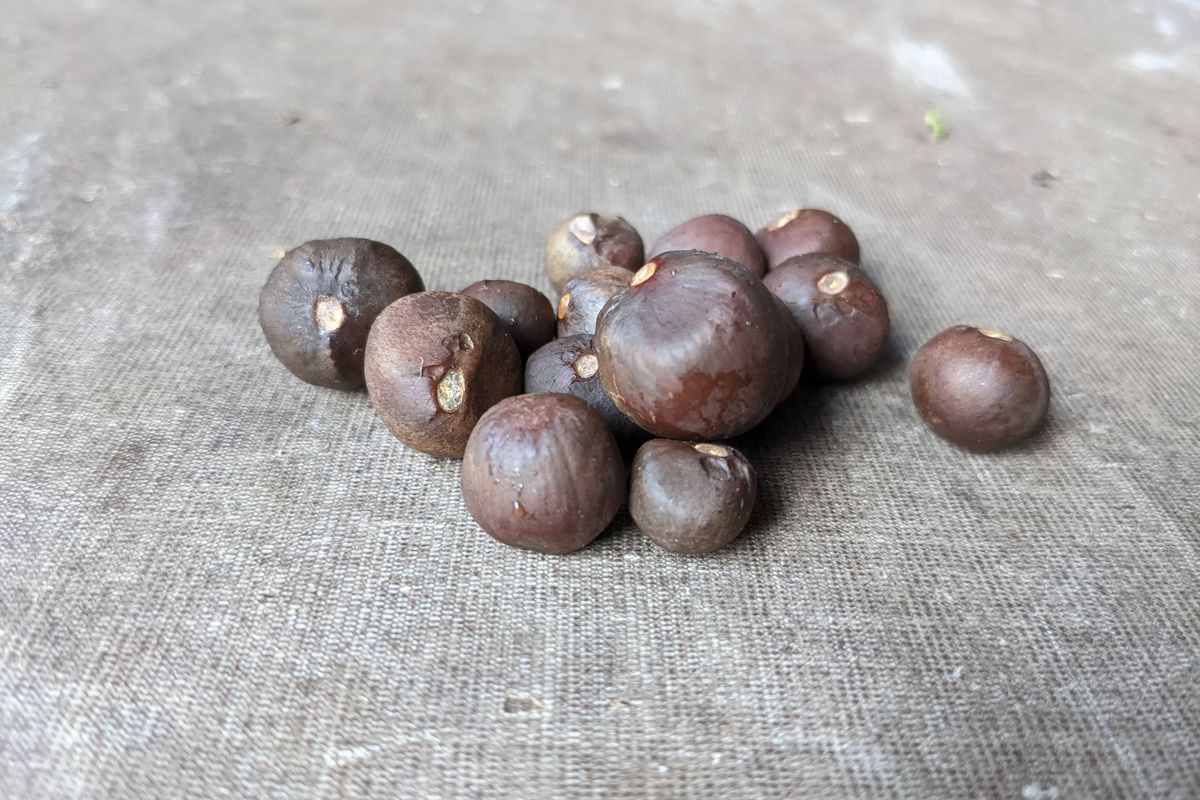 a pile of brown round objects