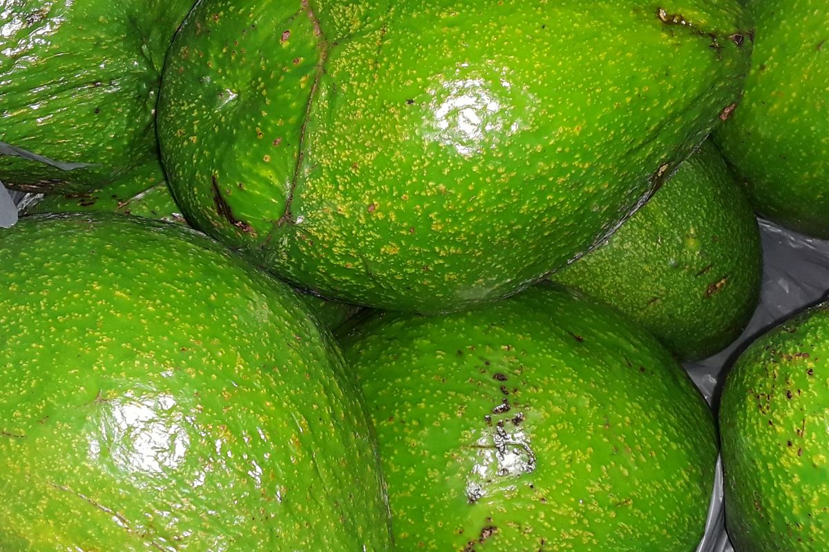 Big avocados.jpg