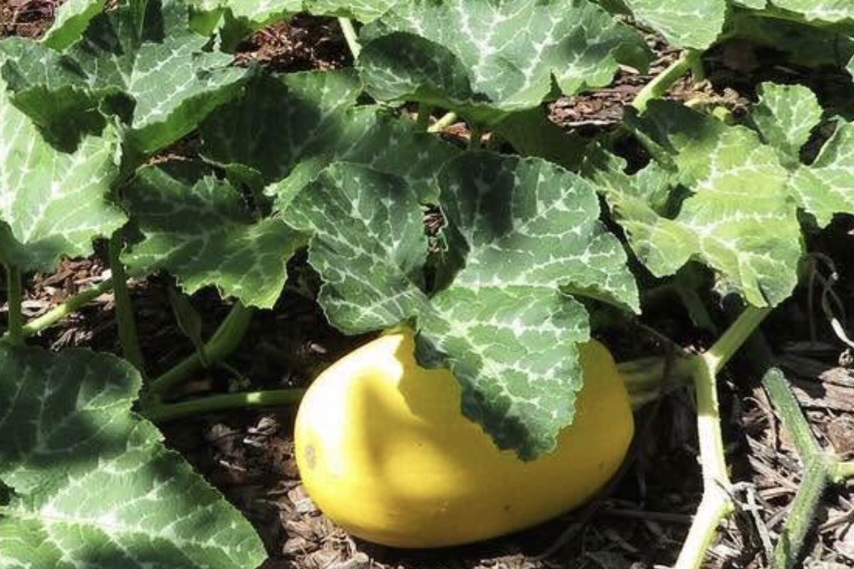 a squash growing on a plant