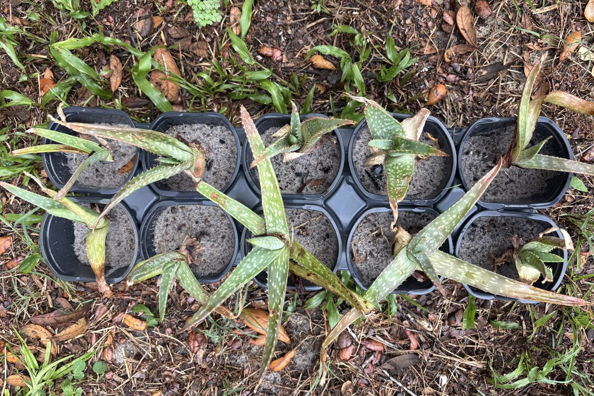 a plant in a pot