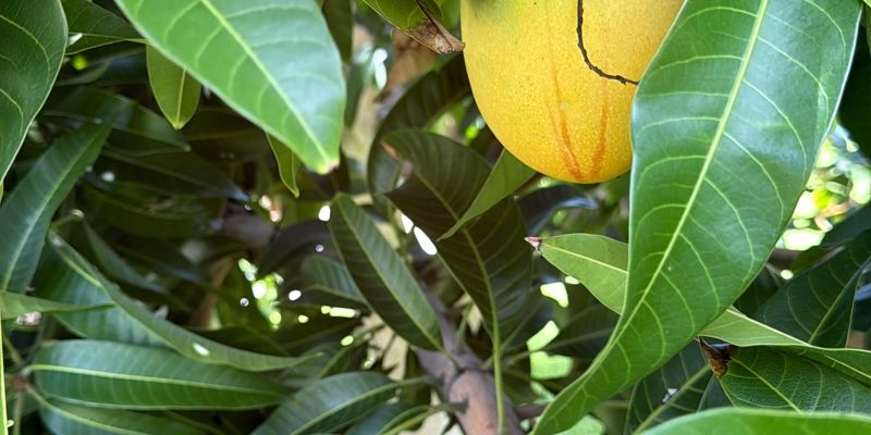 a mango tree with green leaves