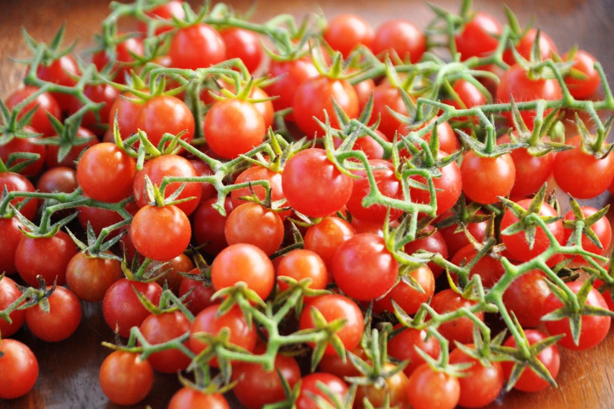Florida_Everglades_Tomato_Organic_Sanctuary_Seeds_Seed_Farm.jpg