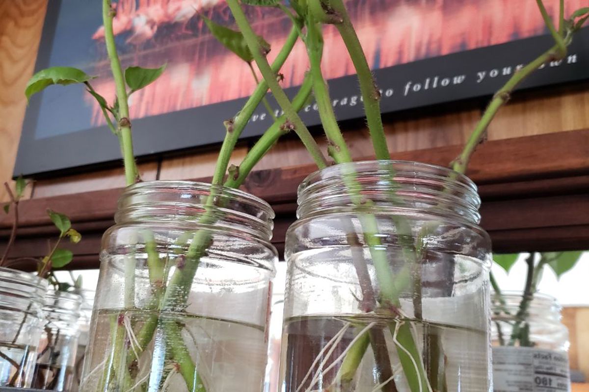 plants in a jar with water
