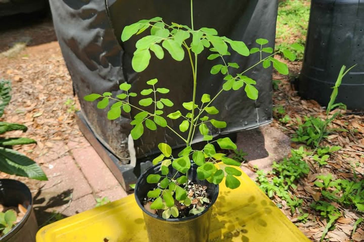 Moringa.jpg