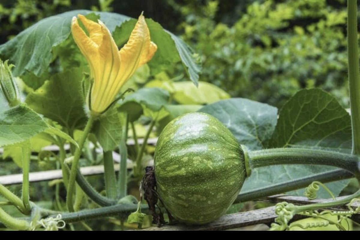 a green plant with a yellow flower
