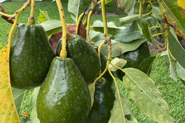a group of avocados on a tree