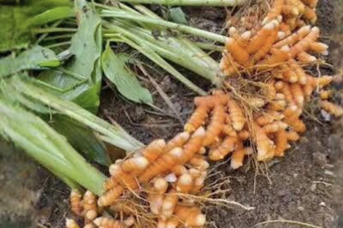 a bunch of carrots on the ground