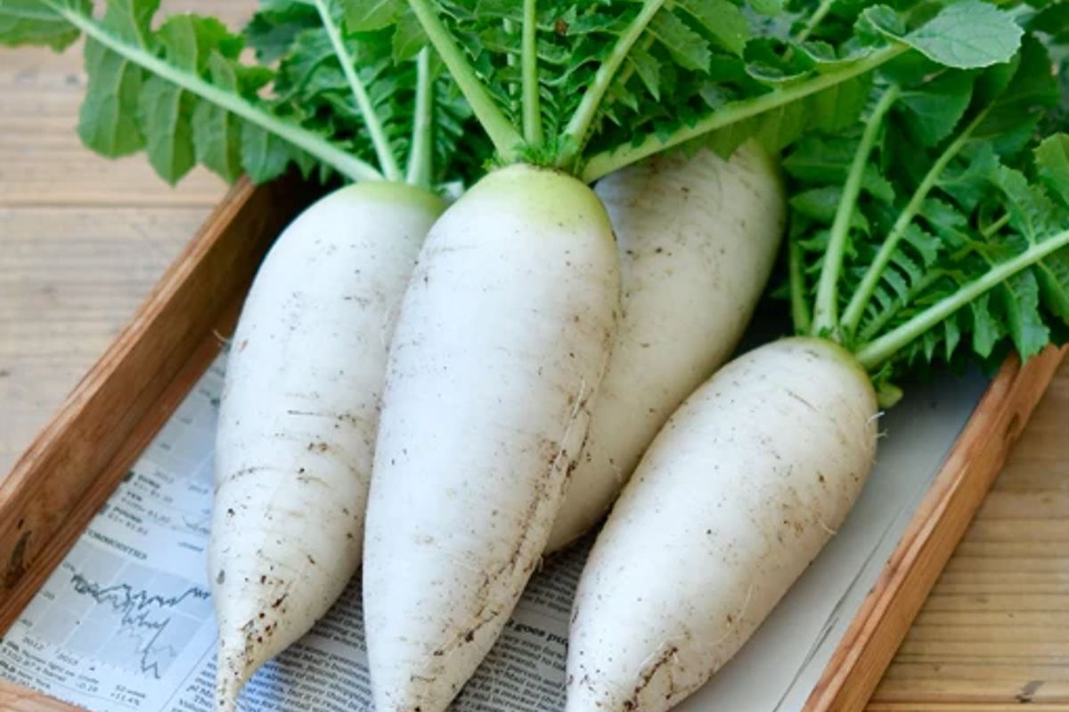 a group of white radishes with green leaves in a wooden box