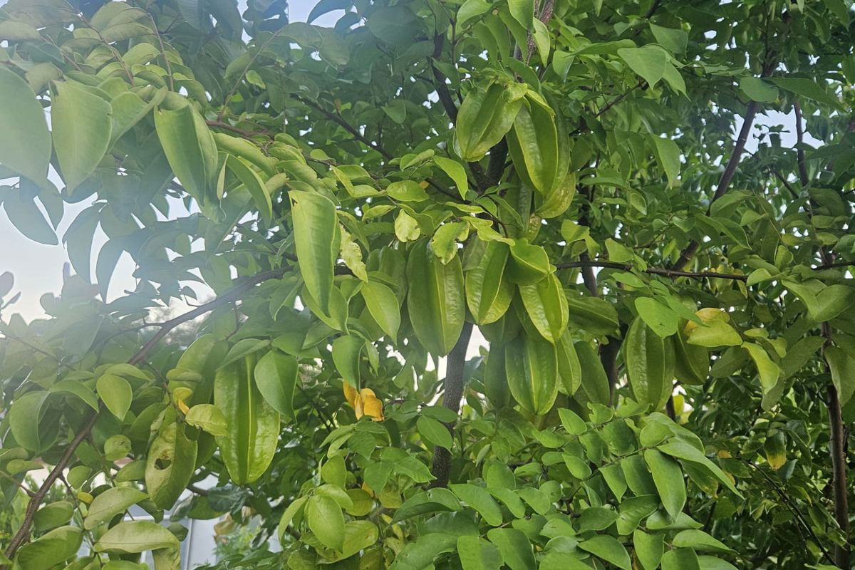 Starfruit tree.jpeg