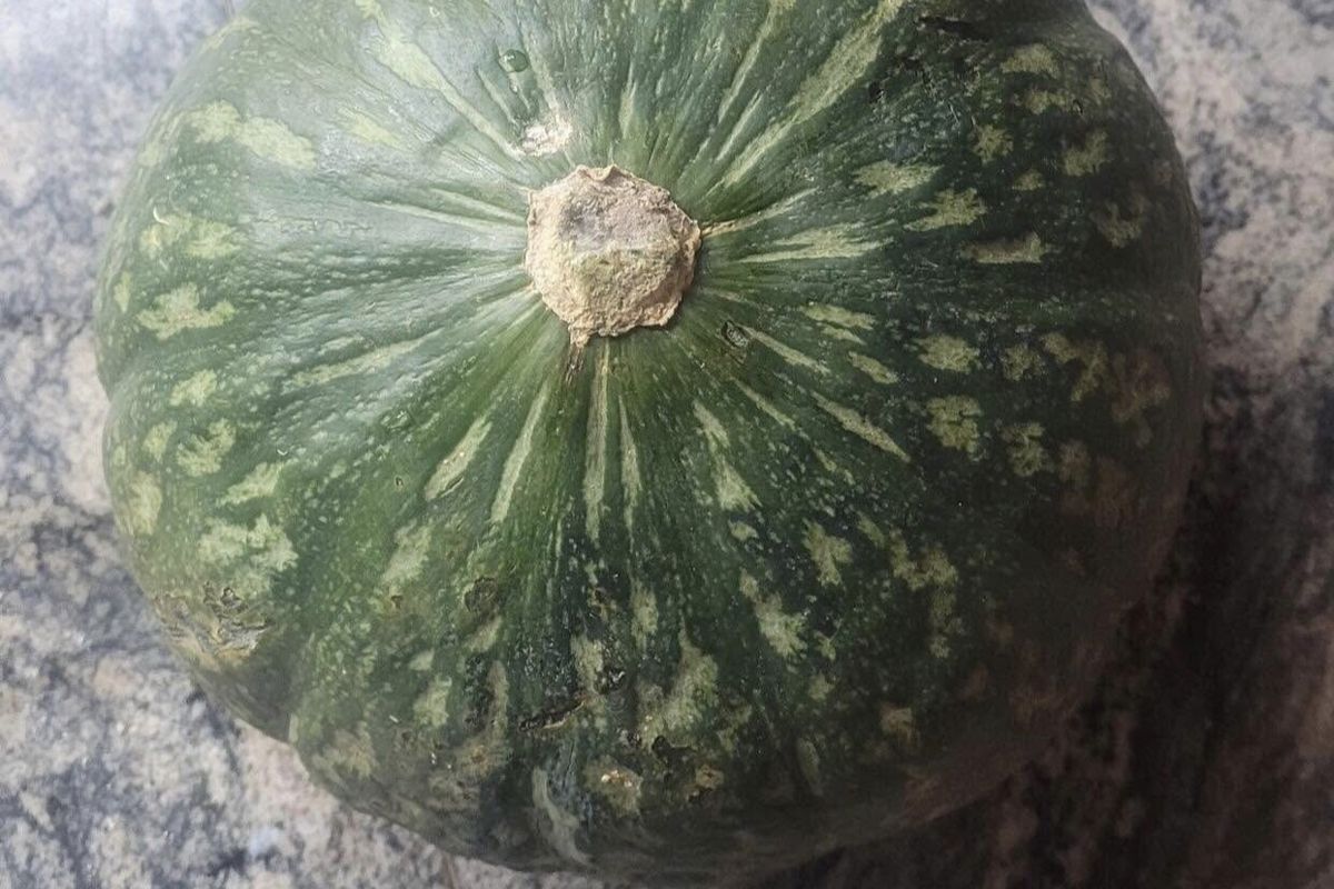 a green pumpkin on a marble surface