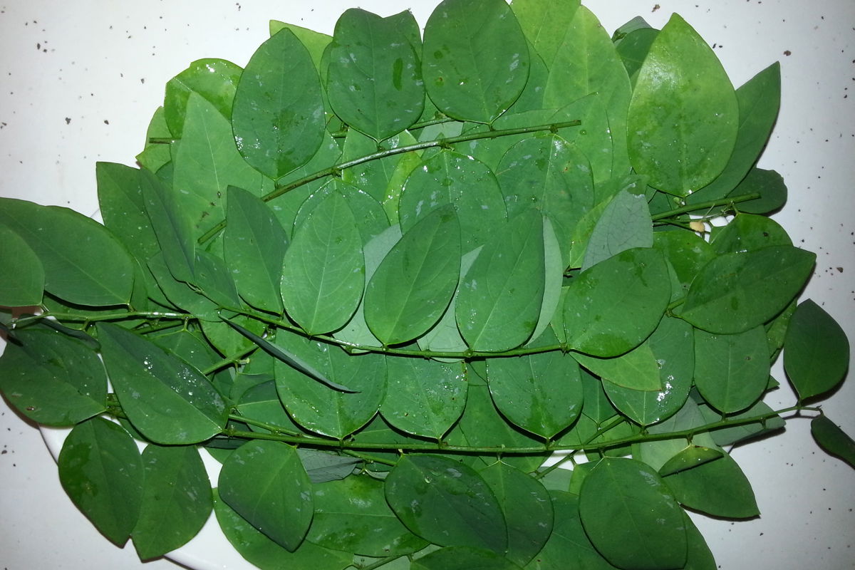 a pile of green leaves