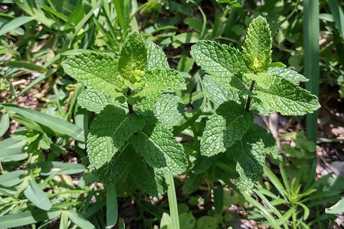 Spearmint.jpg