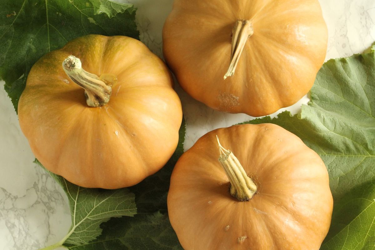 seminole-pumpkins.jpg