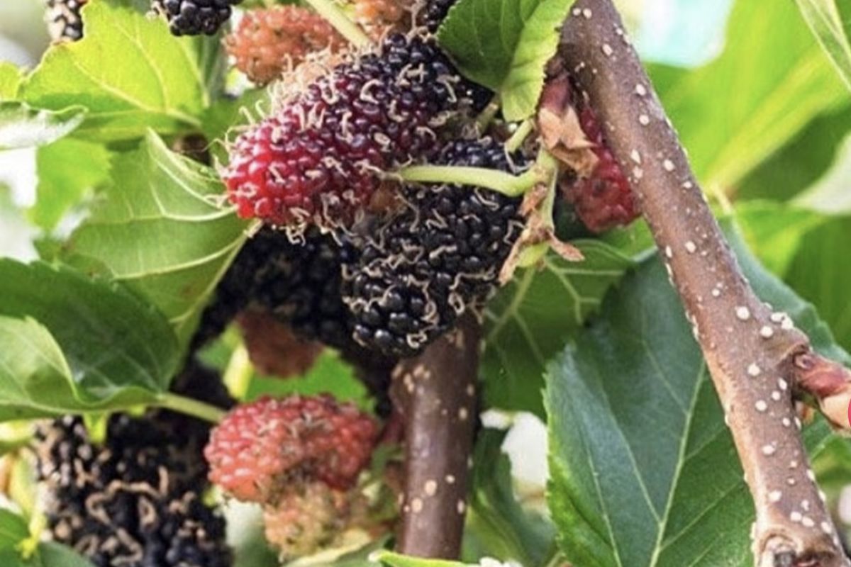 a close up of a mulberry plant