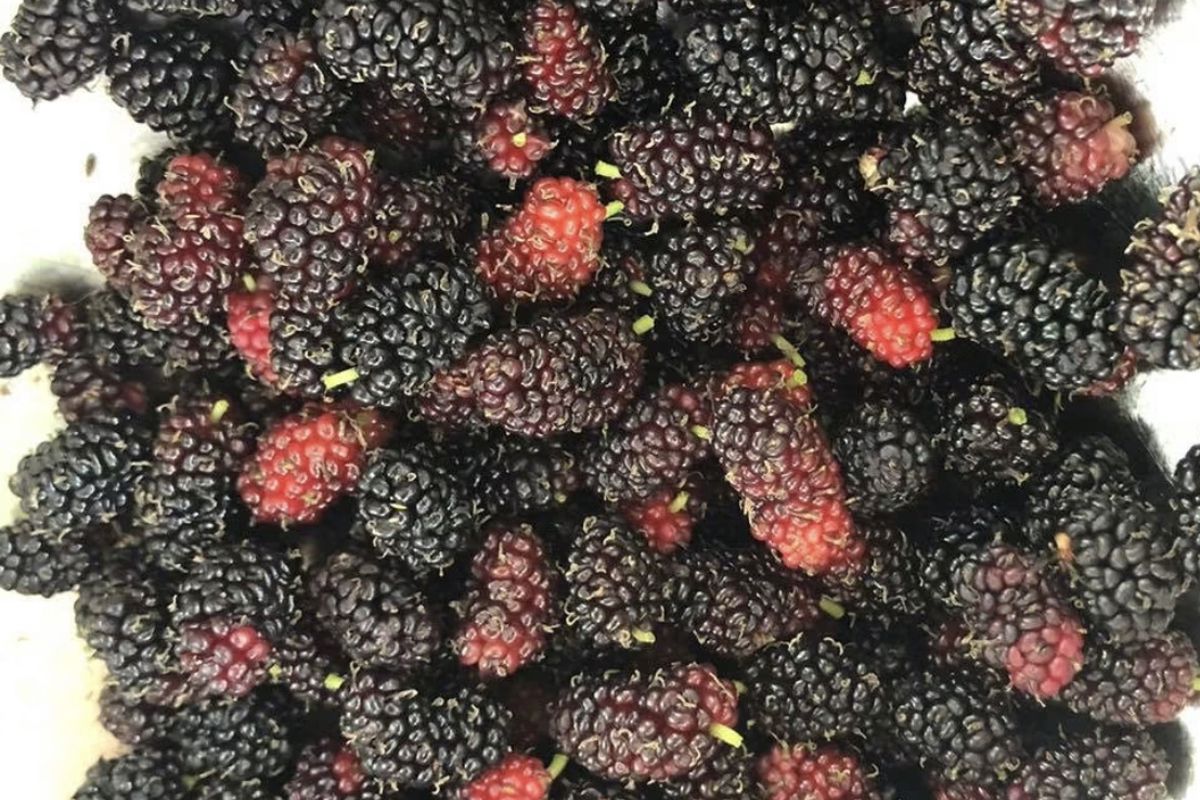 a pile of blackberries