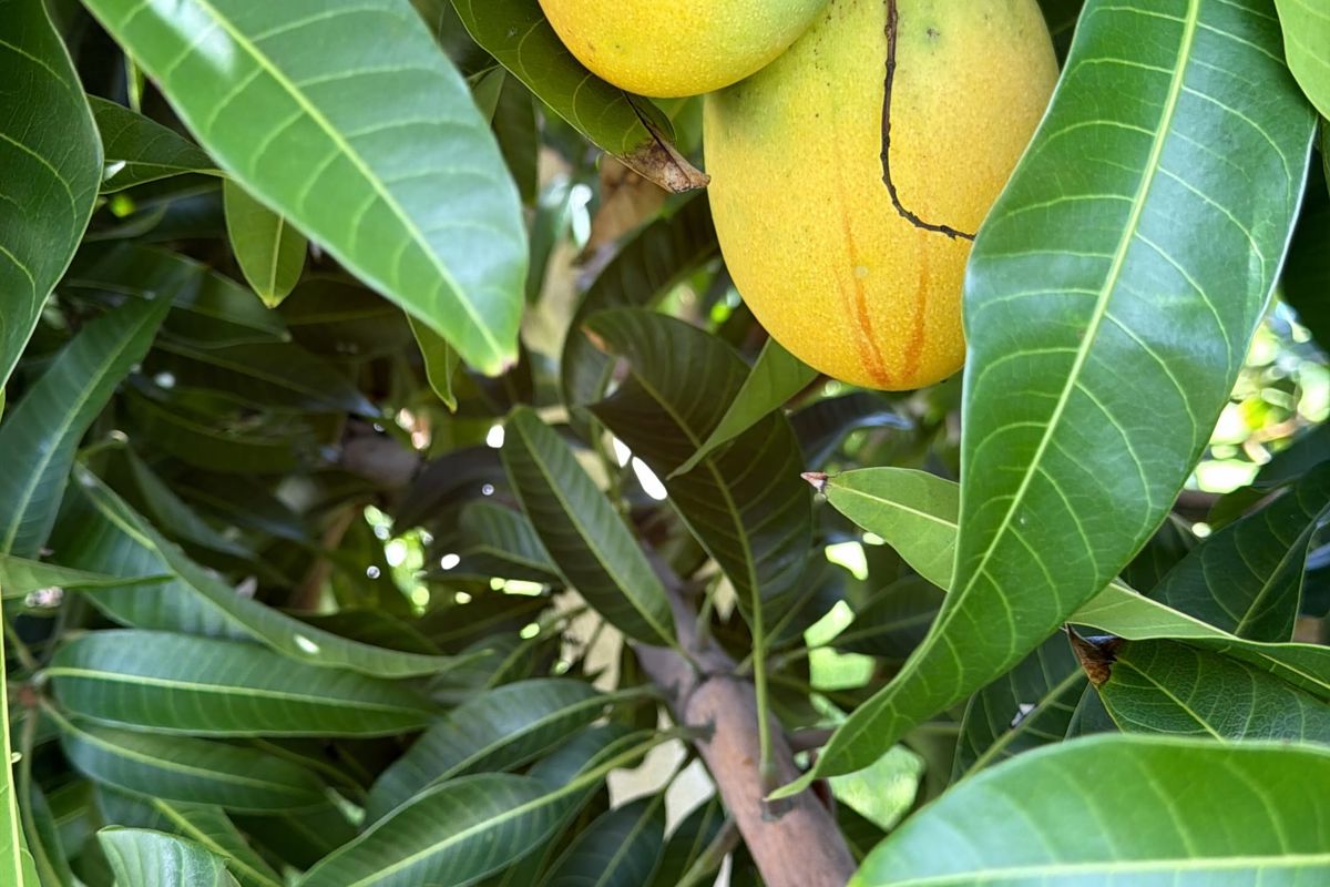 a mango tree with green leaves