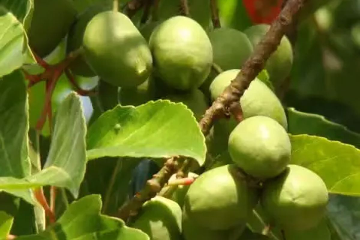 a group of green fruits on a tree