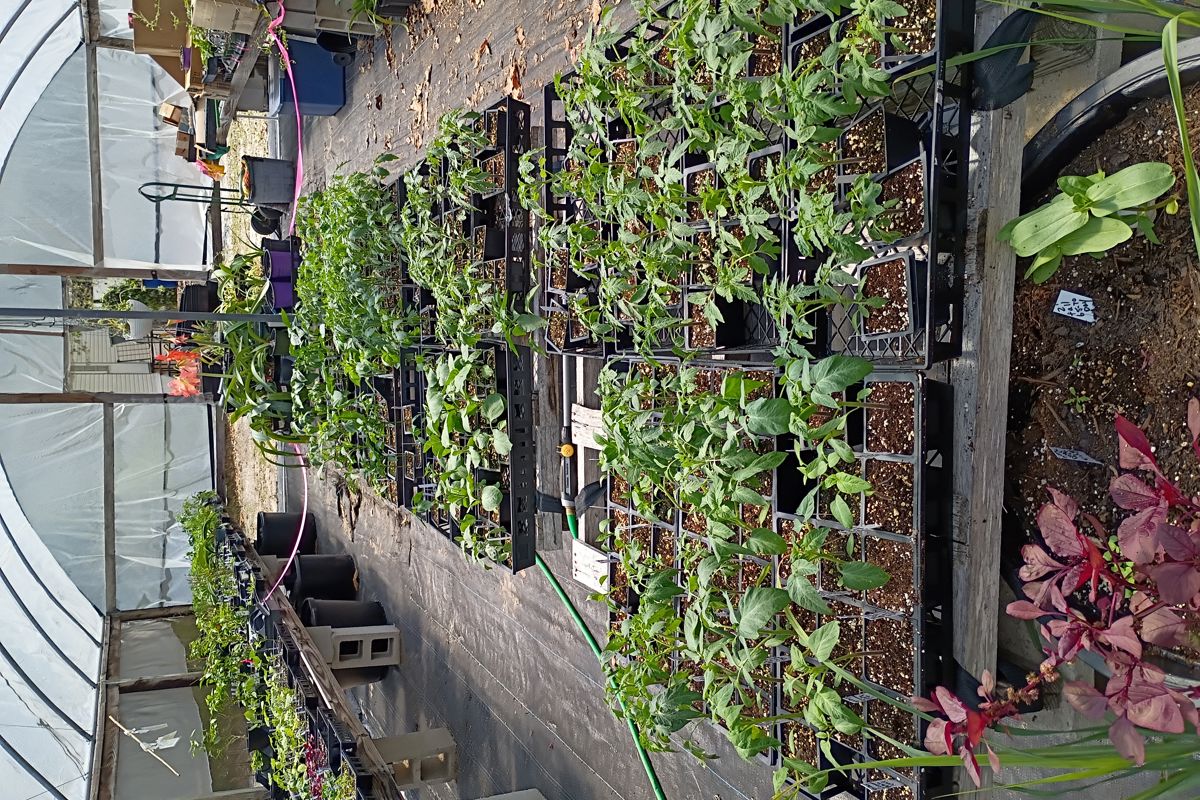 a group of plants in pots