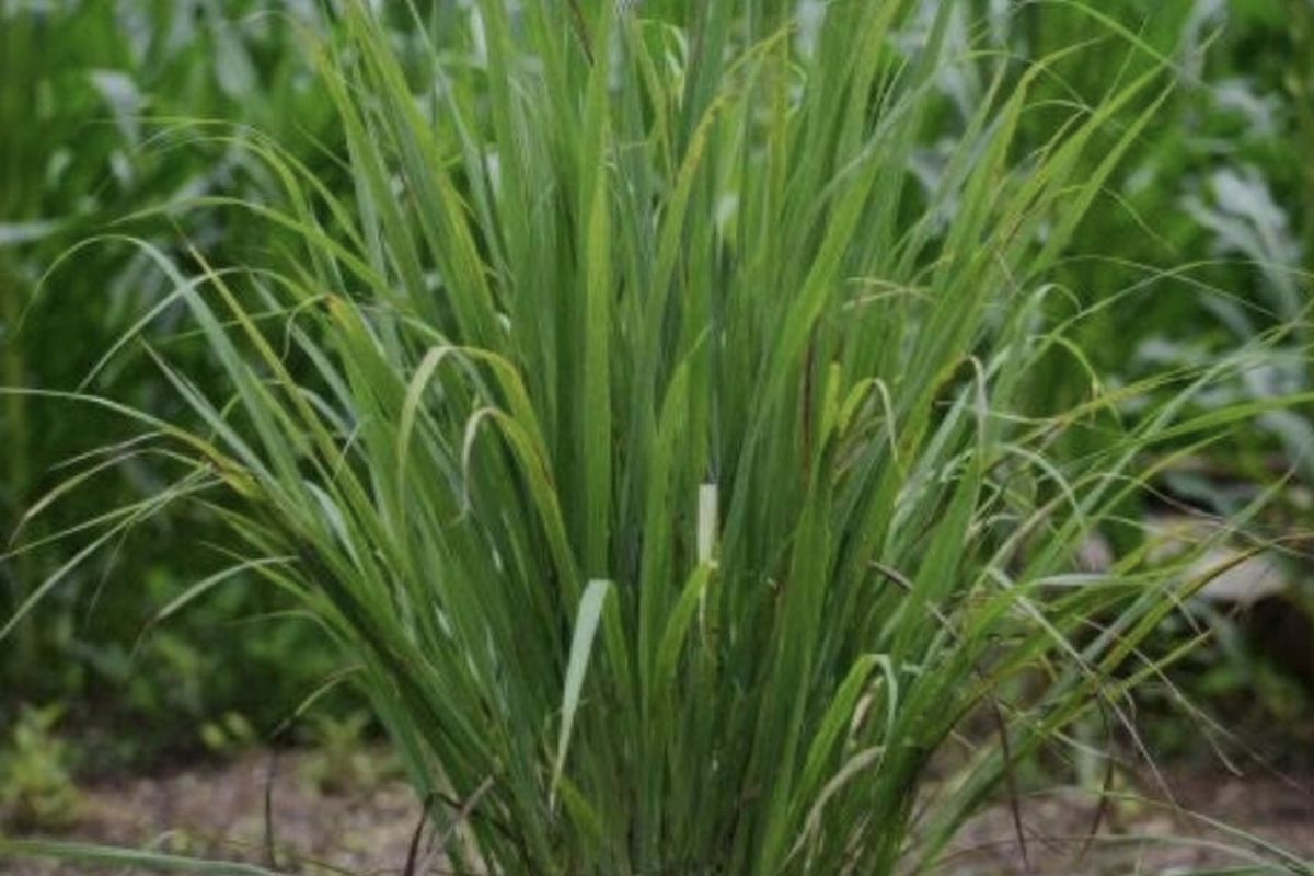 a close-up of a plant