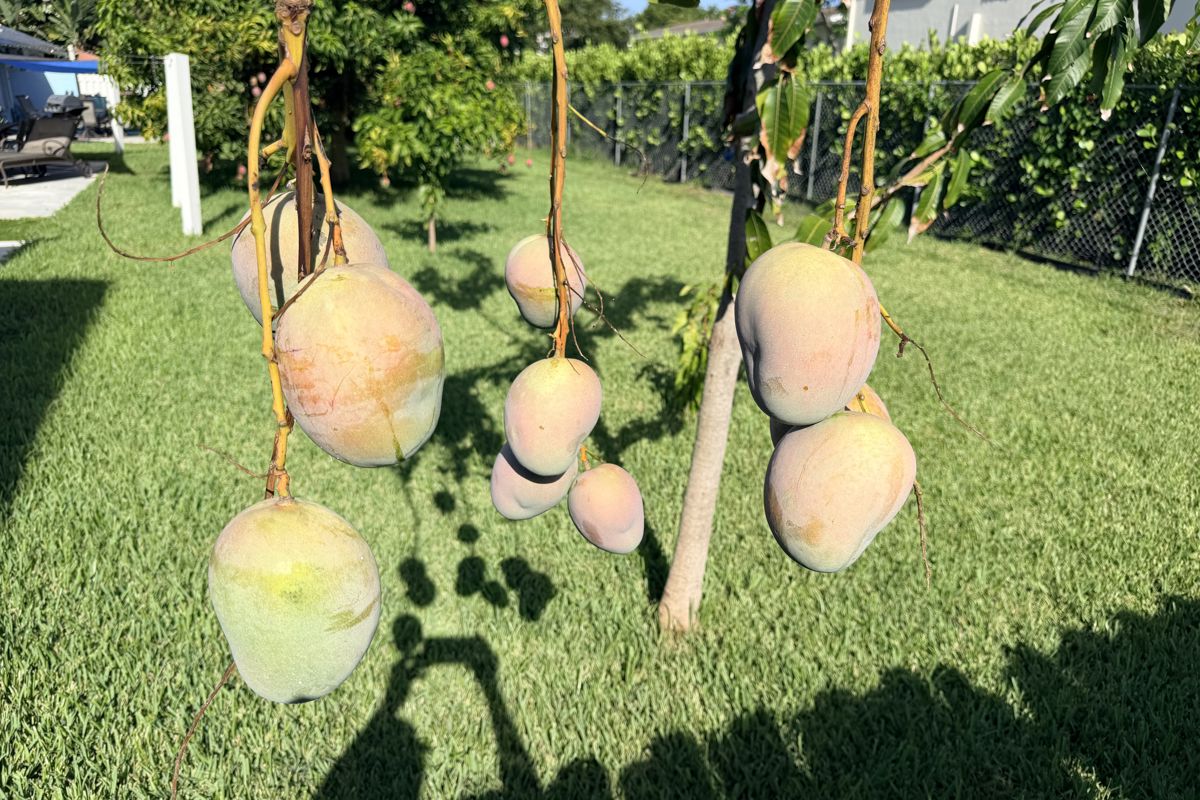 a group of mangoes from a tree