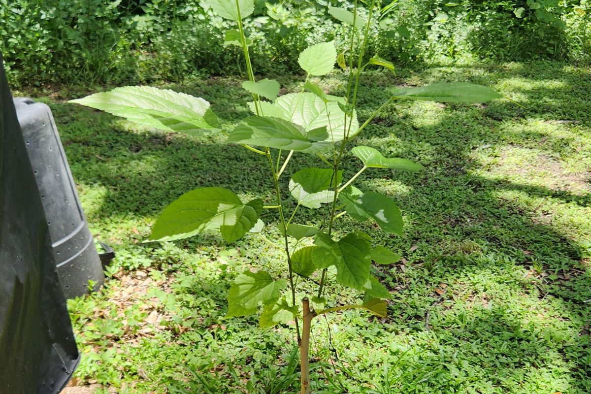 Mulberry.jpg