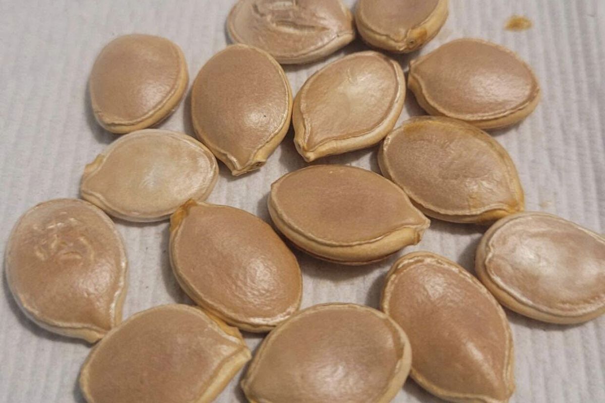 a group of pumpkin seeds
