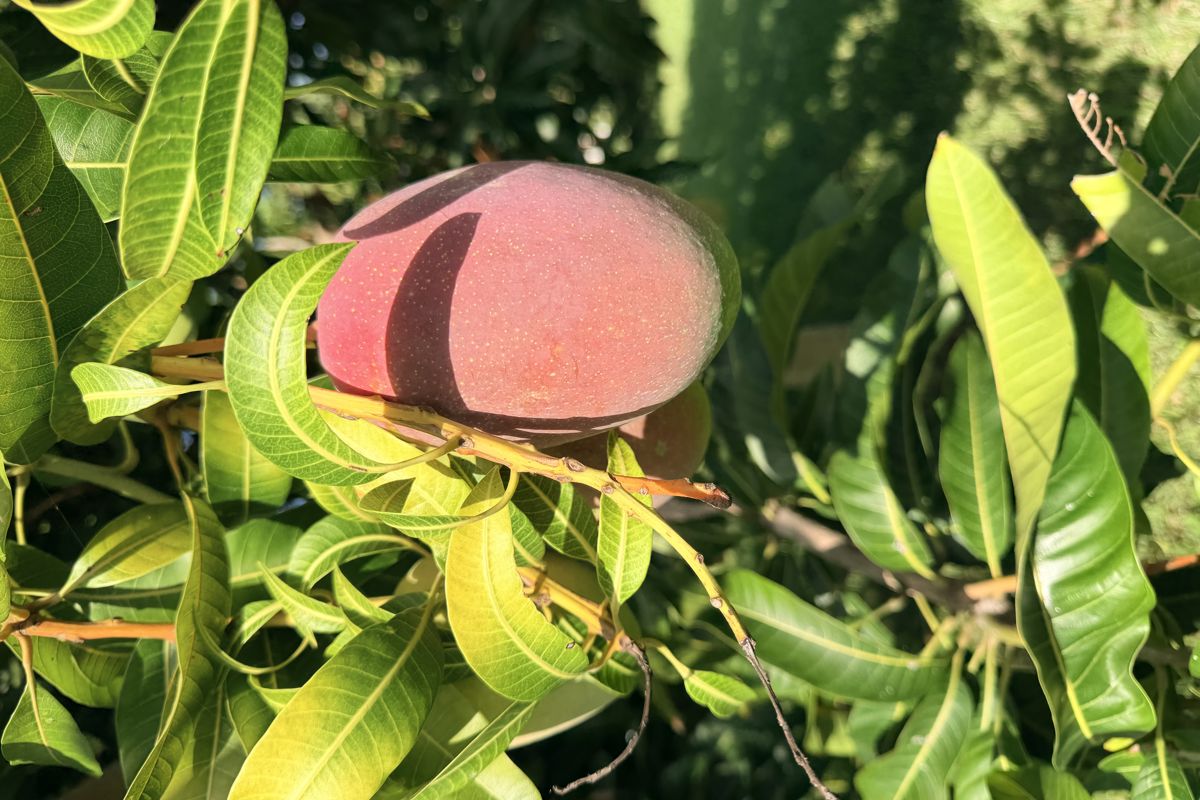 a fruit on a tree