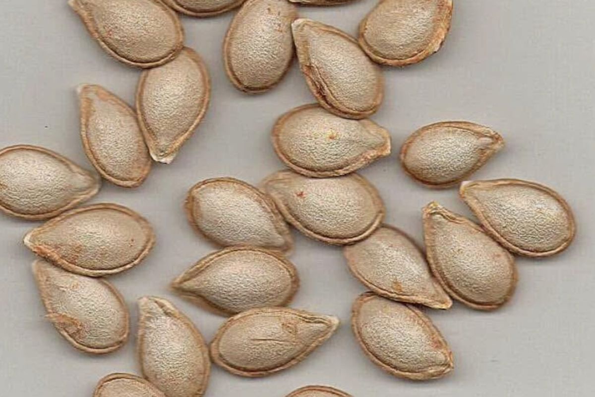 a group of pumpkin seeds
