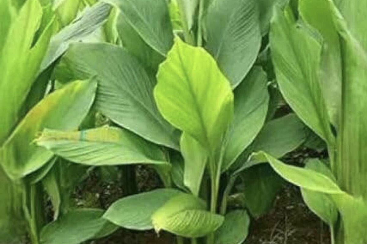 a close up of a plant