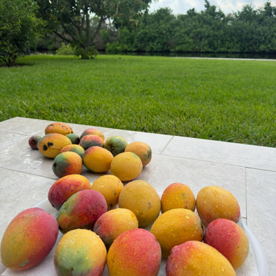 Anna’s mangos and avacados's avatar - a group of mangoes on a table