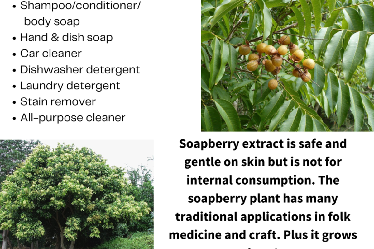 Soap Berries 3.png