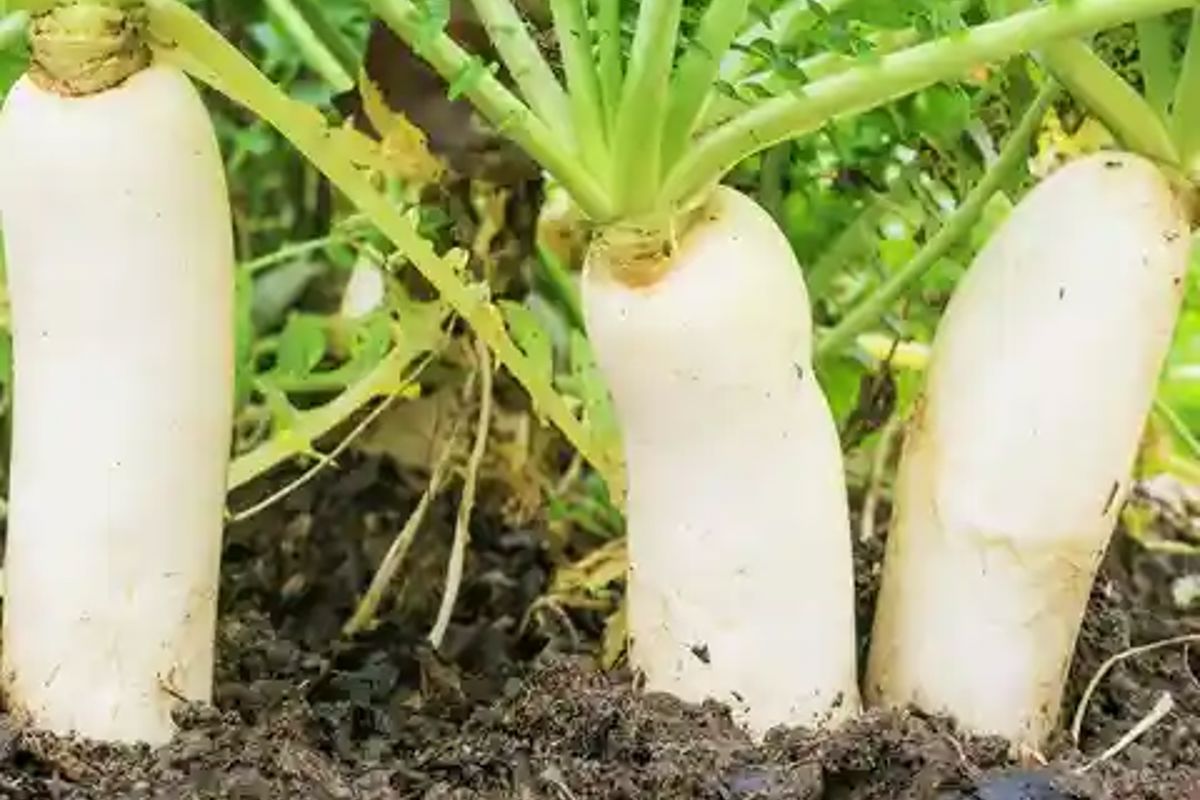 a white radish growing in the dirt