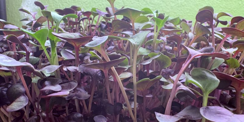 a close up of a plant