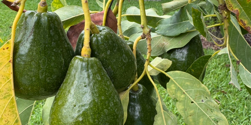 a group of avocados on a tree