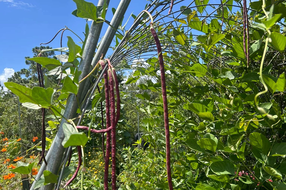 a plant growing on a metal pole