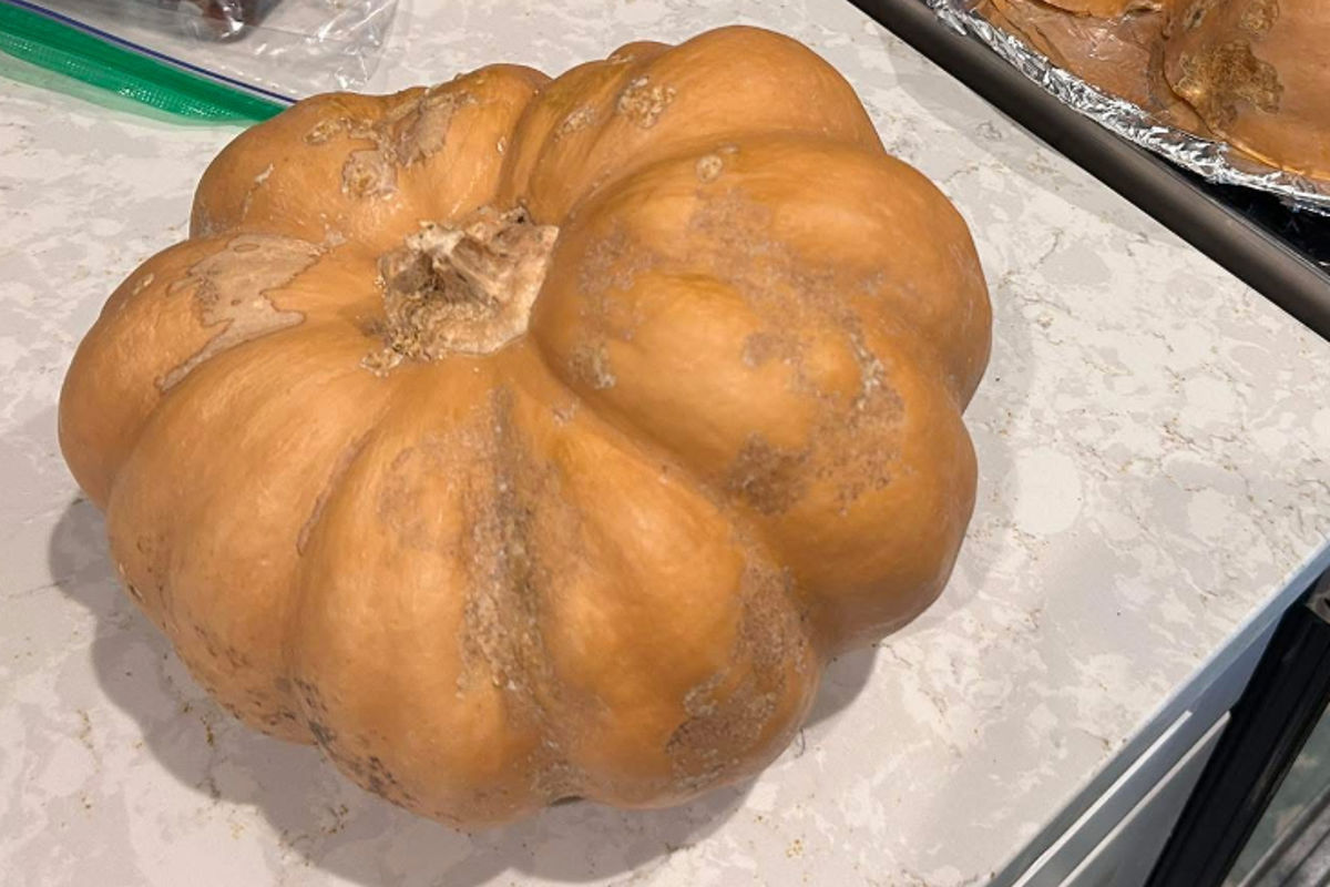 a pumpkin on a counter